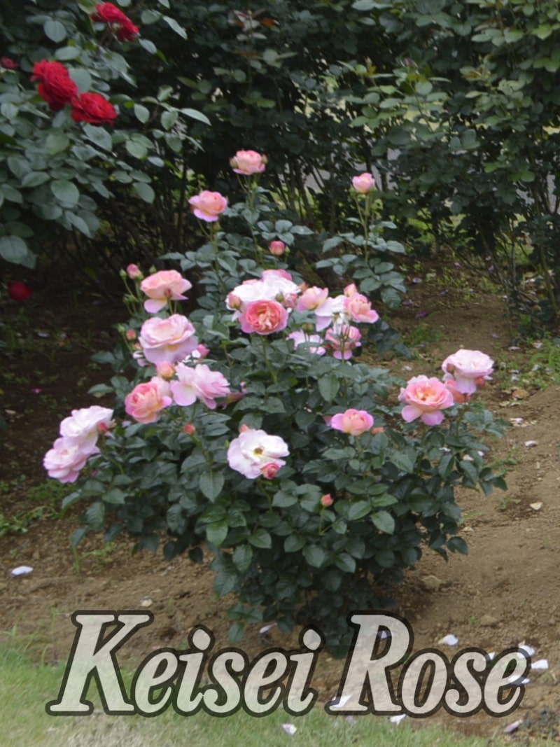 ドルンブルガー シュロスローズ ｜バラ苗の通販の篠宮バラ園